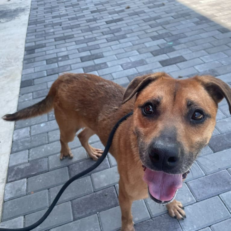 Brown adult female mixed-breed dog, Medium, shelter no. …1001