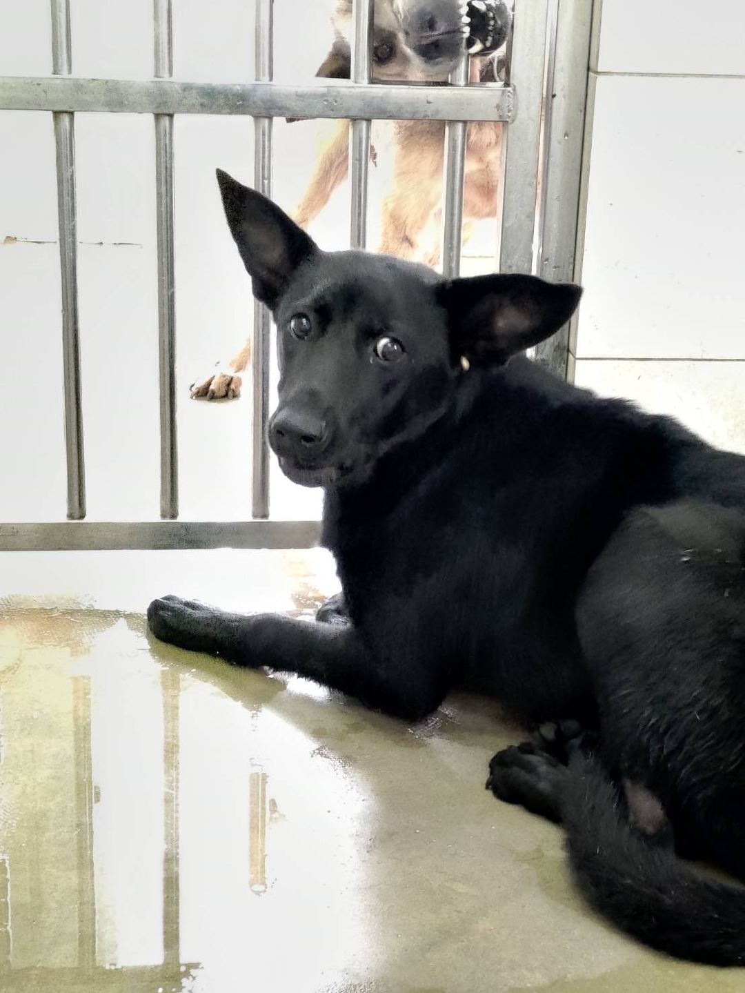 Photo of No. 1120504D01, Young · Female · Medium · Mixed breed