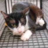 Photo of No. CAAAG1090730018, Adult · Male · Medium · Mixed breed