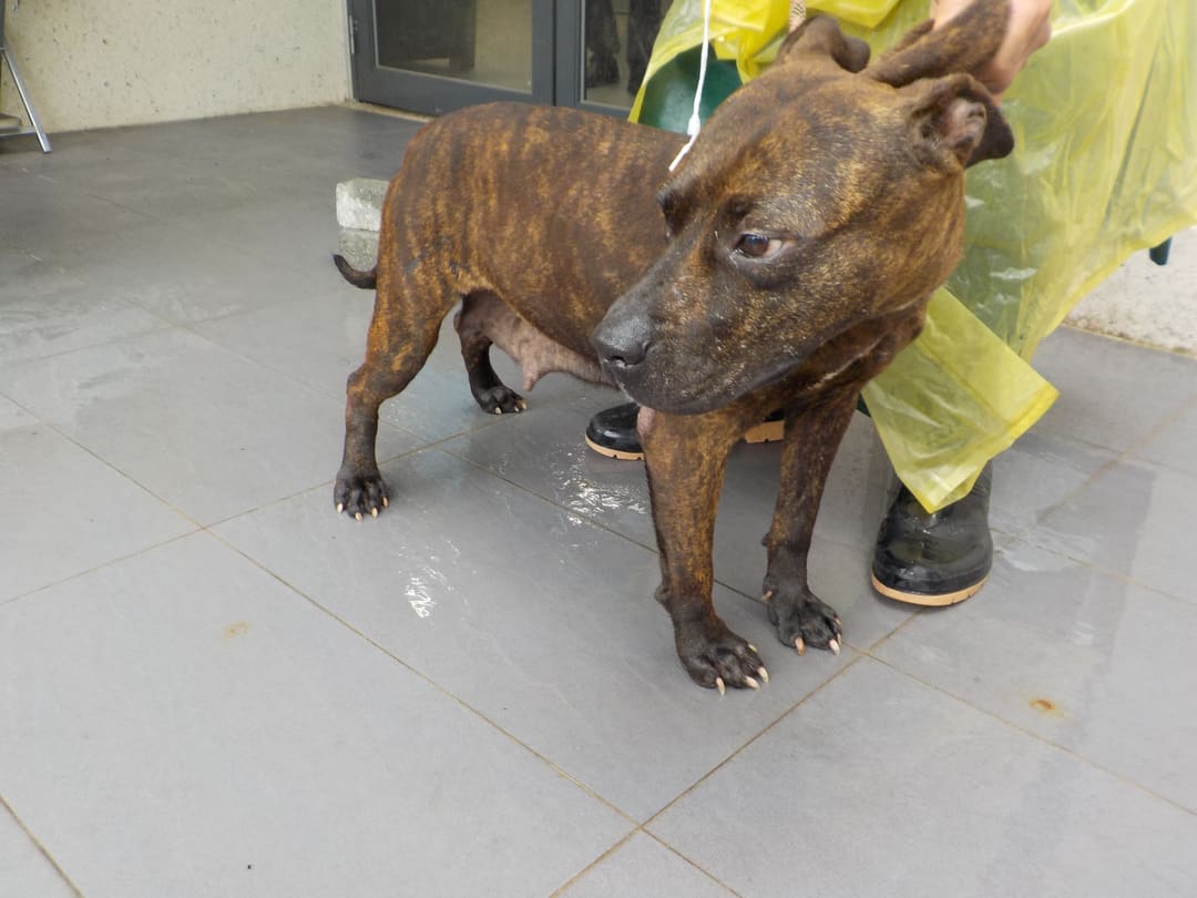 Tabby adult female mixed-breed dog, Medium, shelter no. …7275