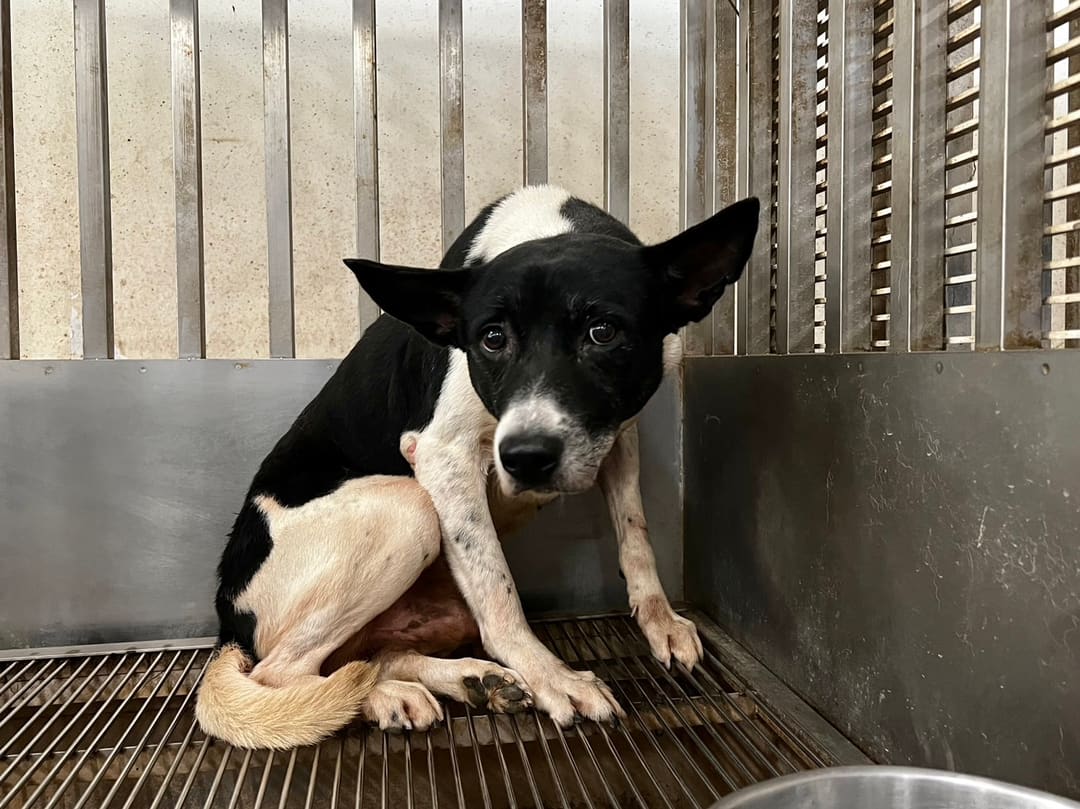 Photo of No. CAAAG1120510001, Adult · Male · Medium · Mixed breed