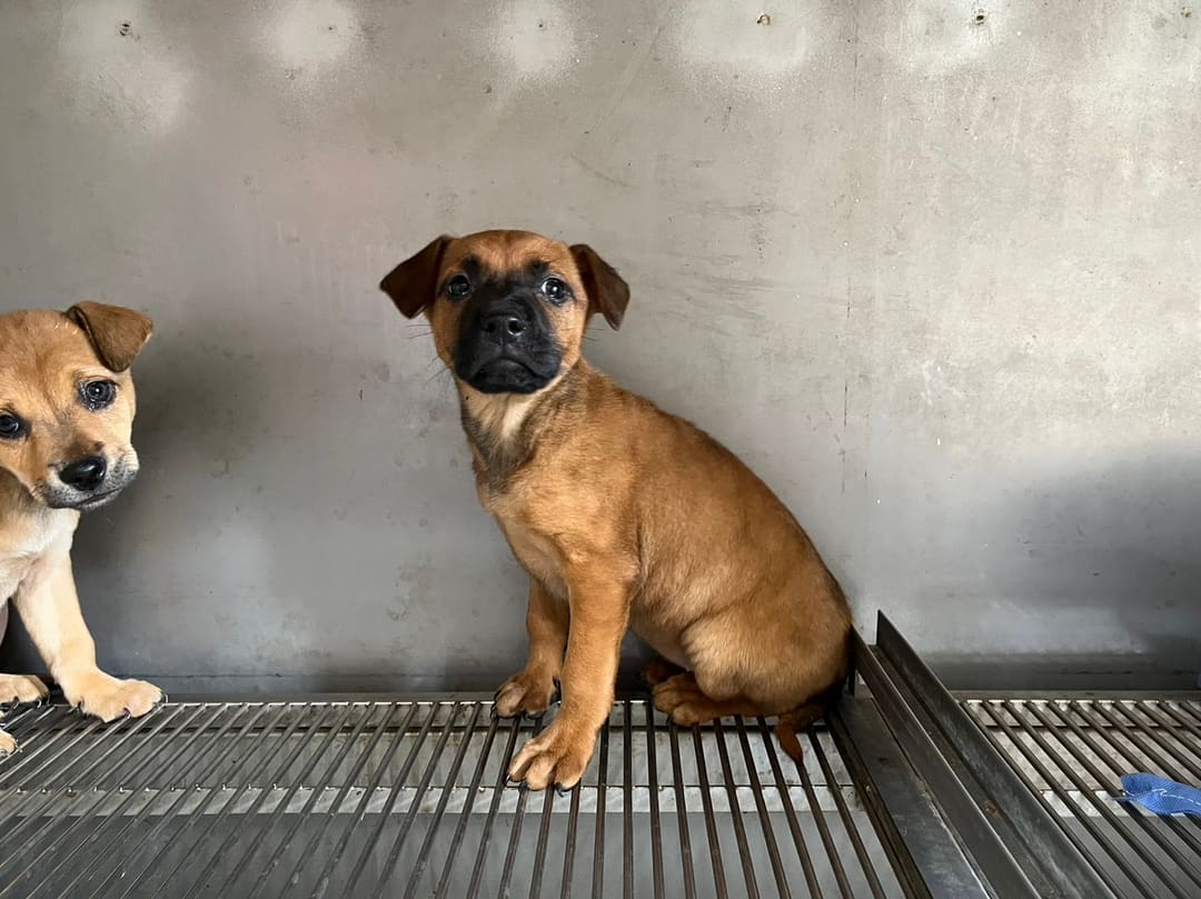 Photo of No. 1120509D04, Young · Female · Small · Mixed breed
