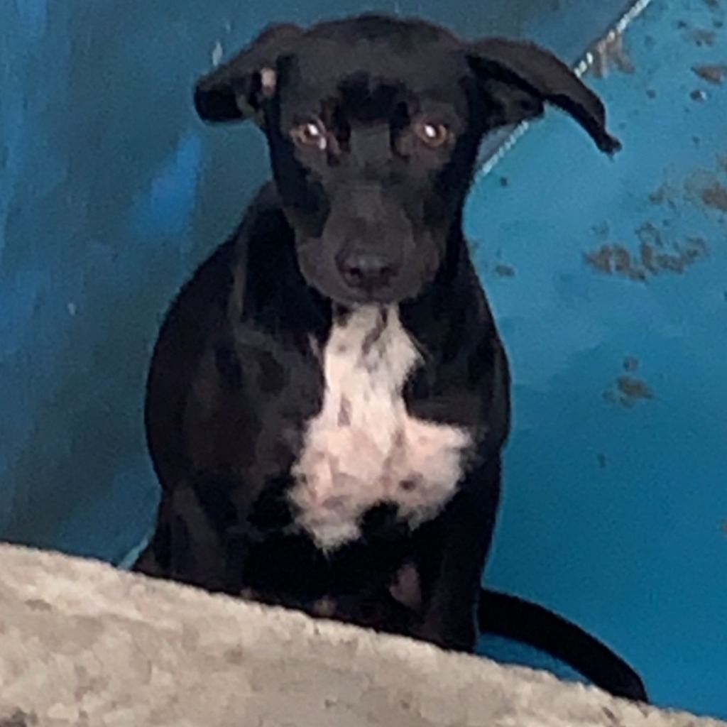 Photo of No. EAAAG1120511004, Adult · Male · Large · Mixed breed