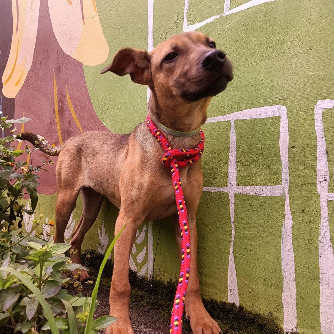 Photo of No. AAACG1120516001, Adult · Female · Medium · Mixed breed