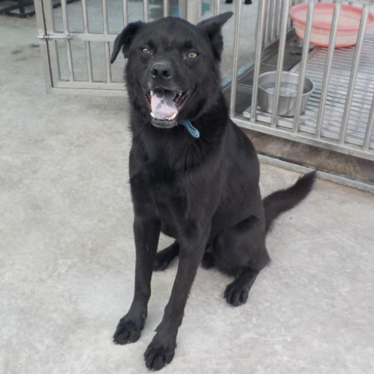 Photo of No. HAAAG1100604793, Adult · Male · Large · Mixed breed