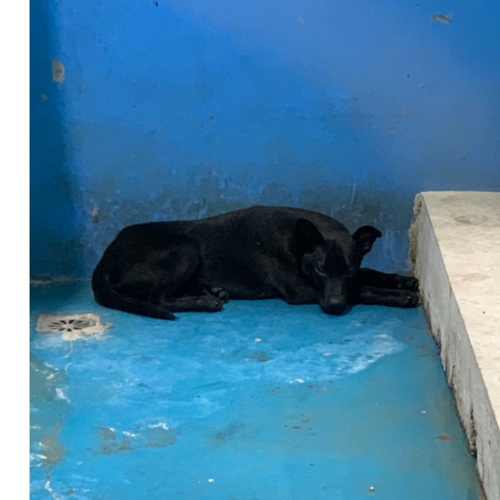 Black adult male mixed-breed dog, Large, shelter no. …8003