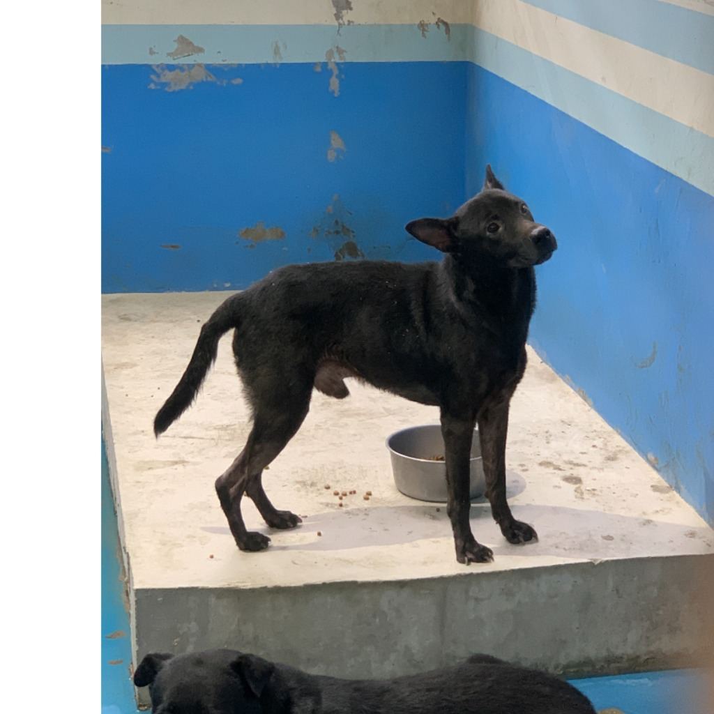 Photo of No. EAAAG1120518005, Adult · Male · Large · Mixed breed