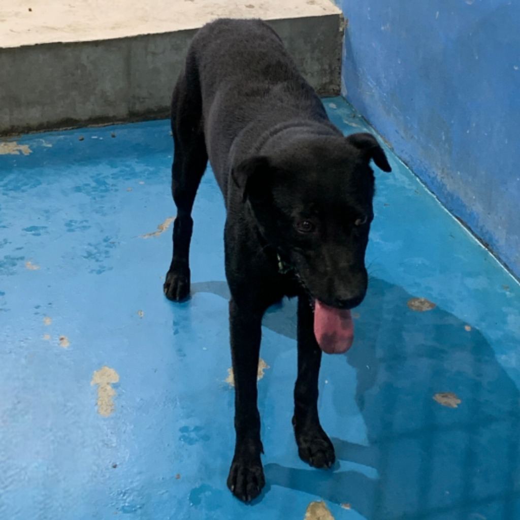 Photo of No. EAAAG1120518006, Adult · Male · Large · Mixed breed