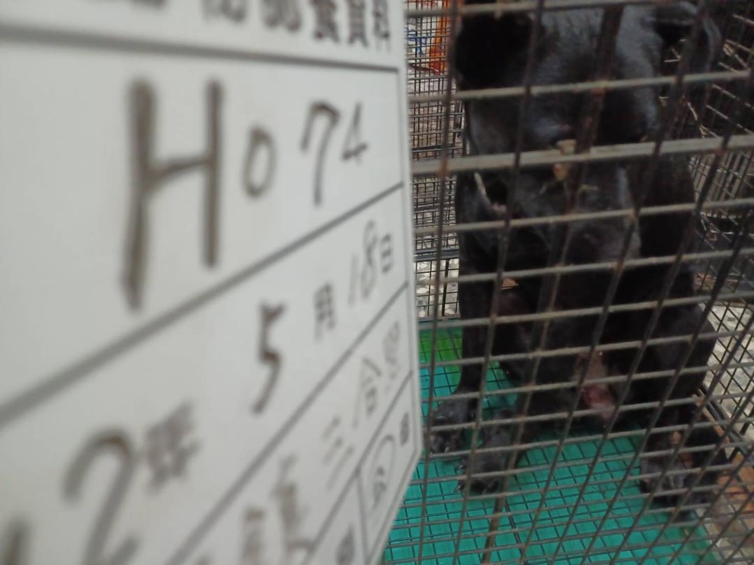 Photo of No. 112-H074D, Adult · Male · Large · Mixed breed