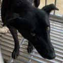 Photo of No. PAAAG1120518033, Adult · Female · Large · Mixed breed