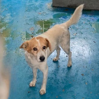 Photo of No. EAAAG1120523011, Adult · Male · Large · Mixed breed
