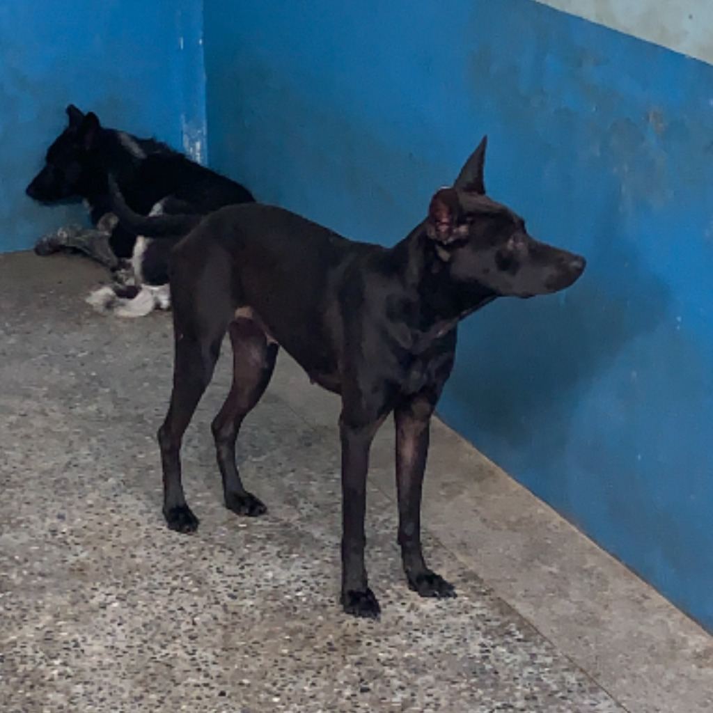 Black adult female mixed-breed dog, Large, shelter no. …3012
