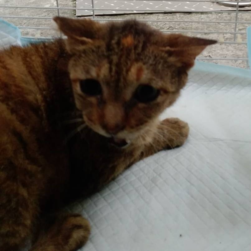 Photo of No. CAAAG1120523008, Adult · Female · Large · Mixed breed