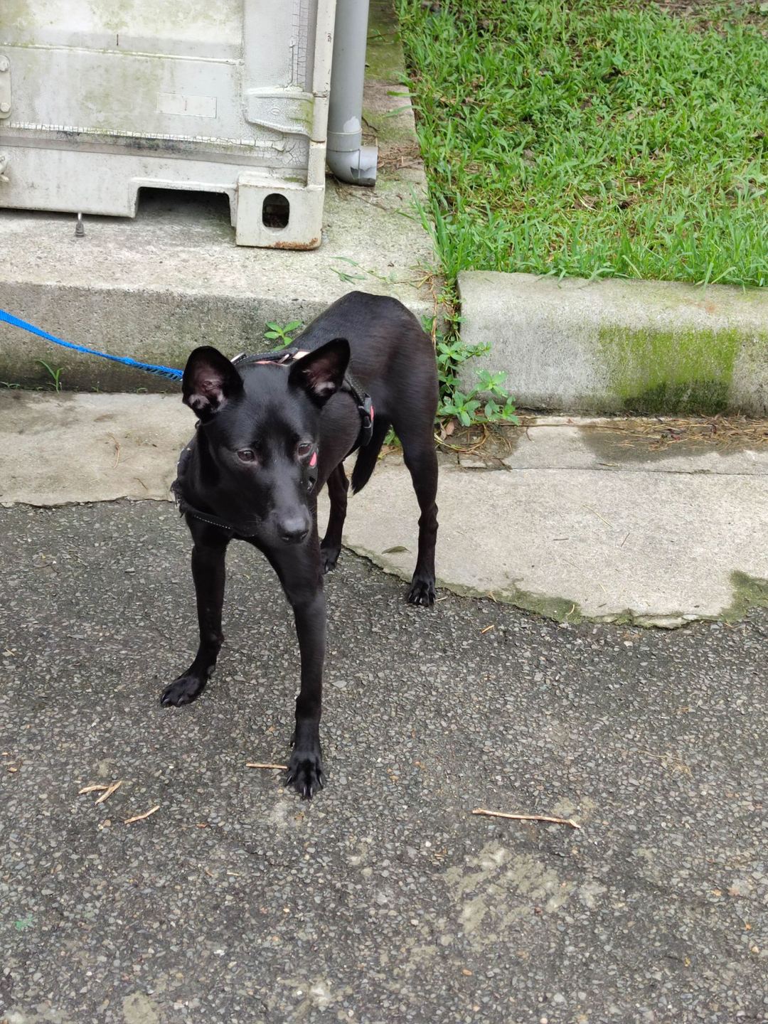 Photo of No. AAAEG1120524001, Adult · Female · Medium · Mixed breed