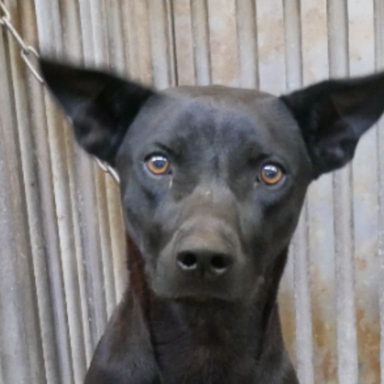 Photo of No. S120524-05, Adult · Male · Medium · Mixed breed
