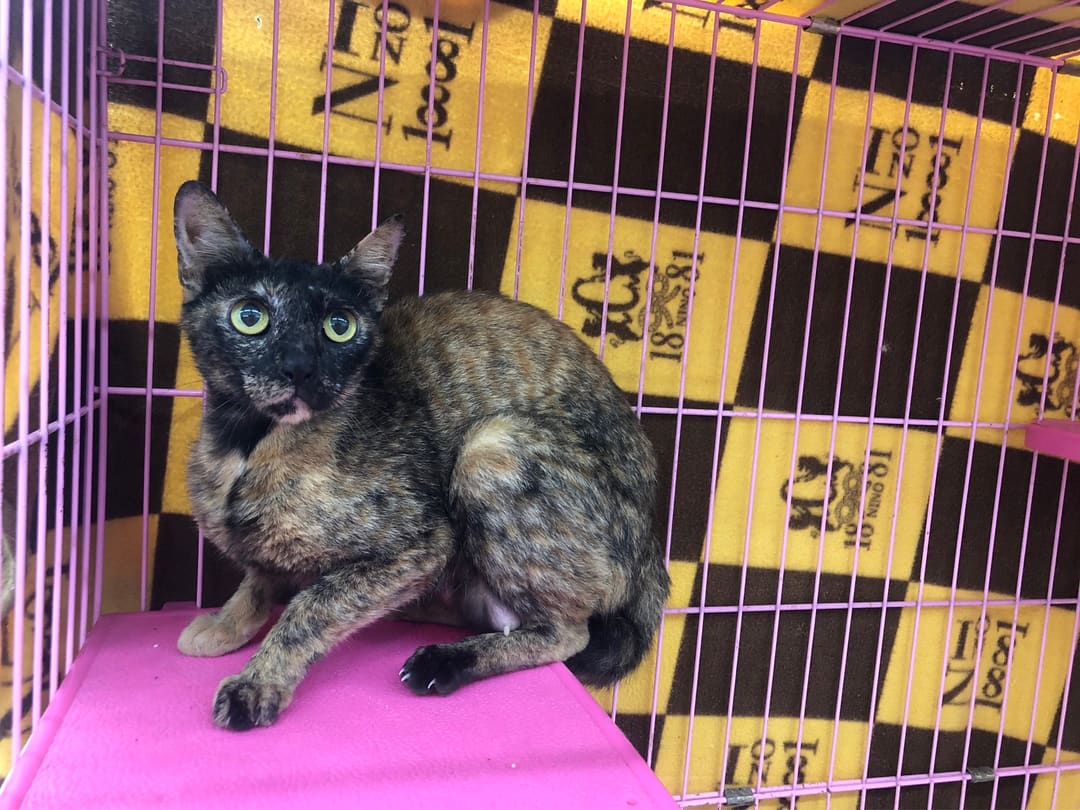 Photo of No. 112052607, Adult · Female · Medium · Mixed breed
