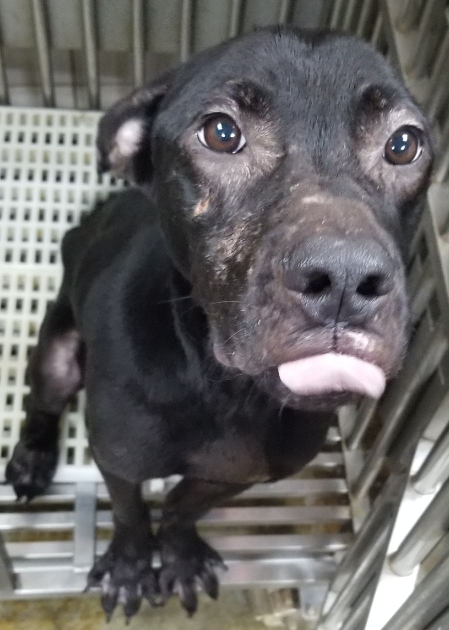 Photo of No. AAACG1120602001, Adult · Male · Large · Mixed breed