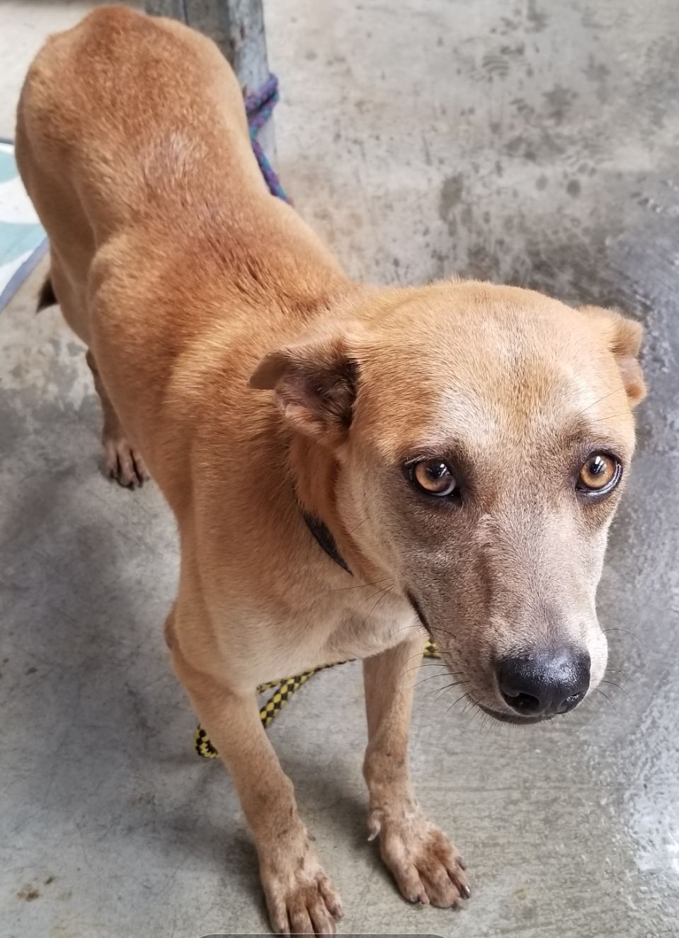 Photo of No. AAACG1120526002, Adult · Female · Medium · Mixed breed