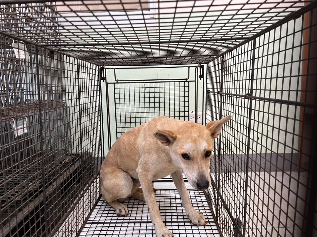 Photo of No. 1120524D02, Adult · Female · Medium · Mixed breed