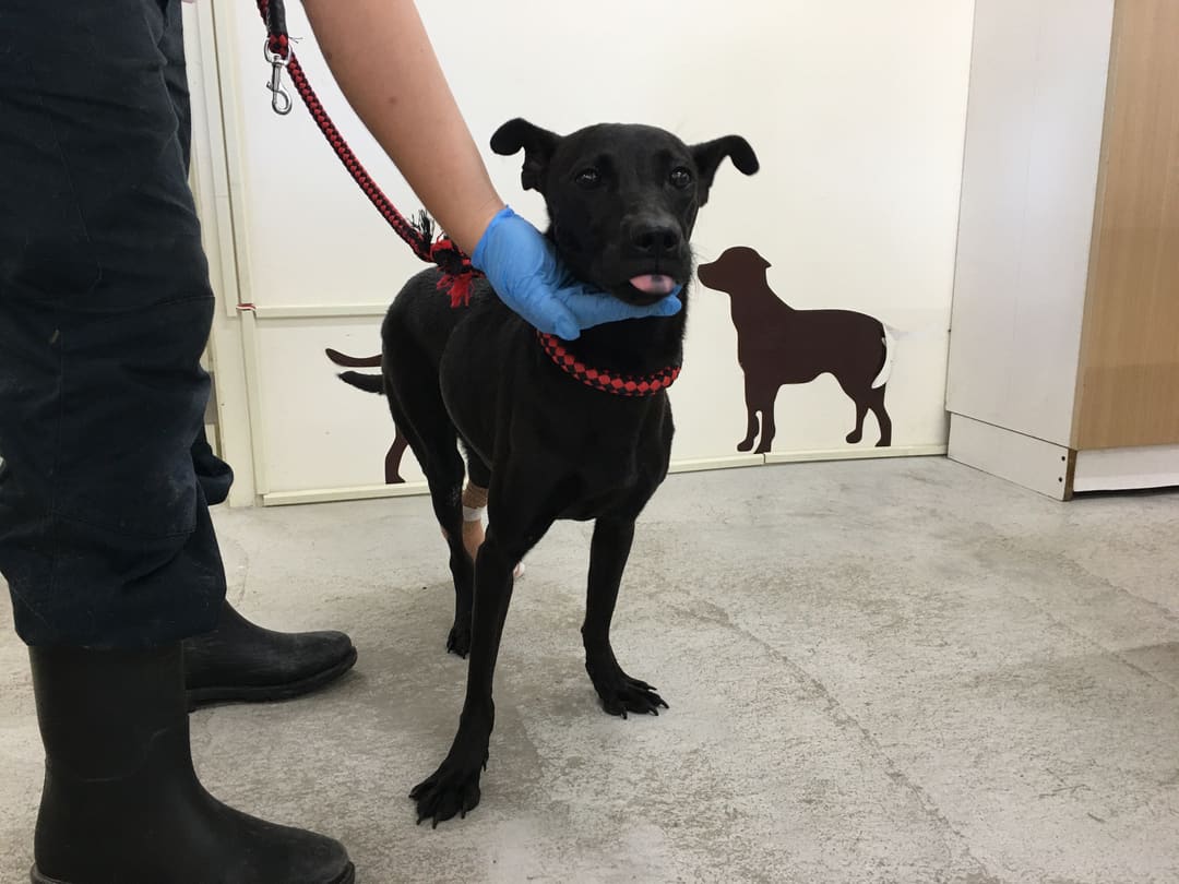 Photo of No. 112052803, Adult · Female · Medium · Mixed breed