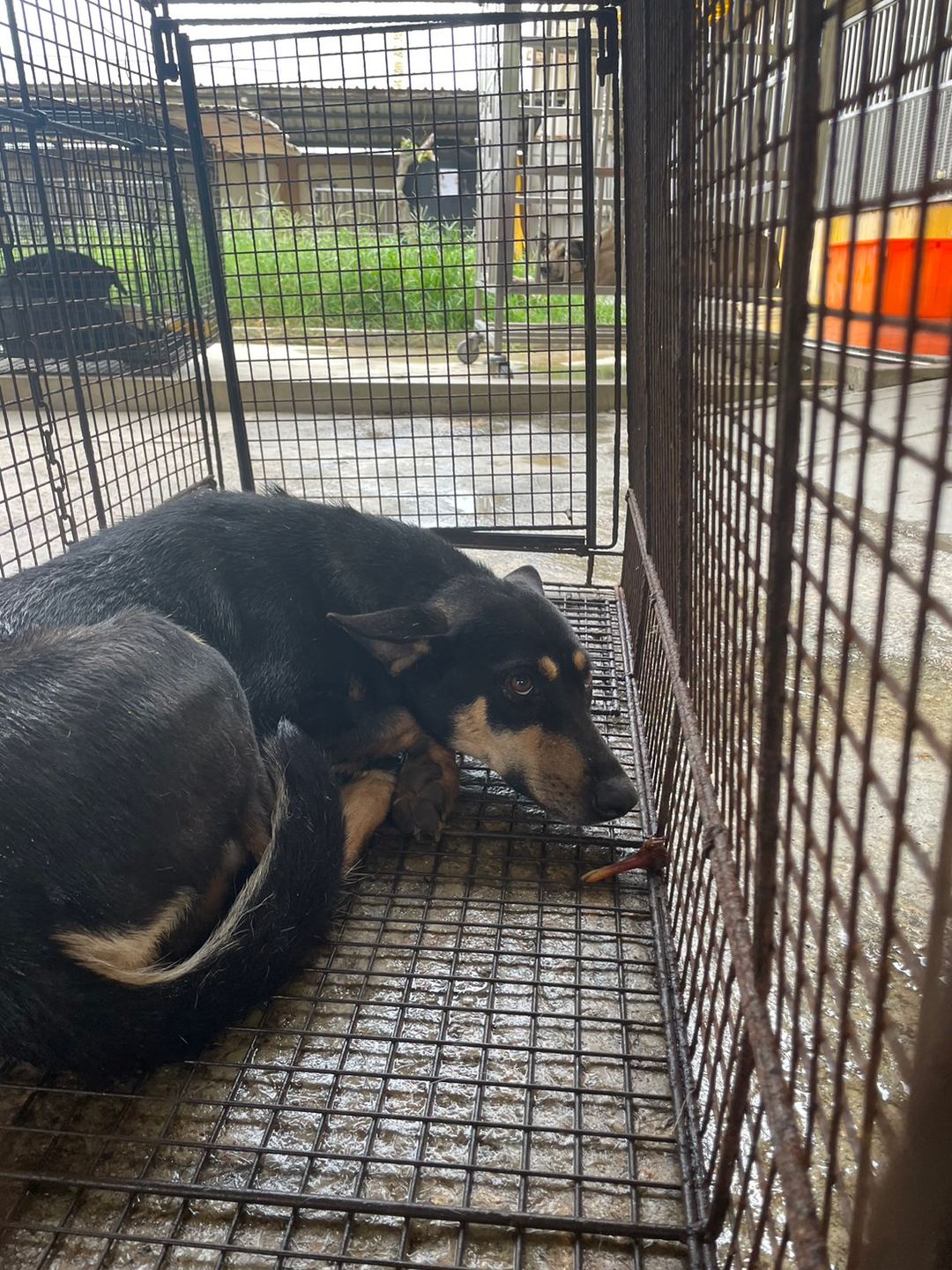 Photo of No. PAAAG1120530047, Adult · Female · Large · Mixed breed