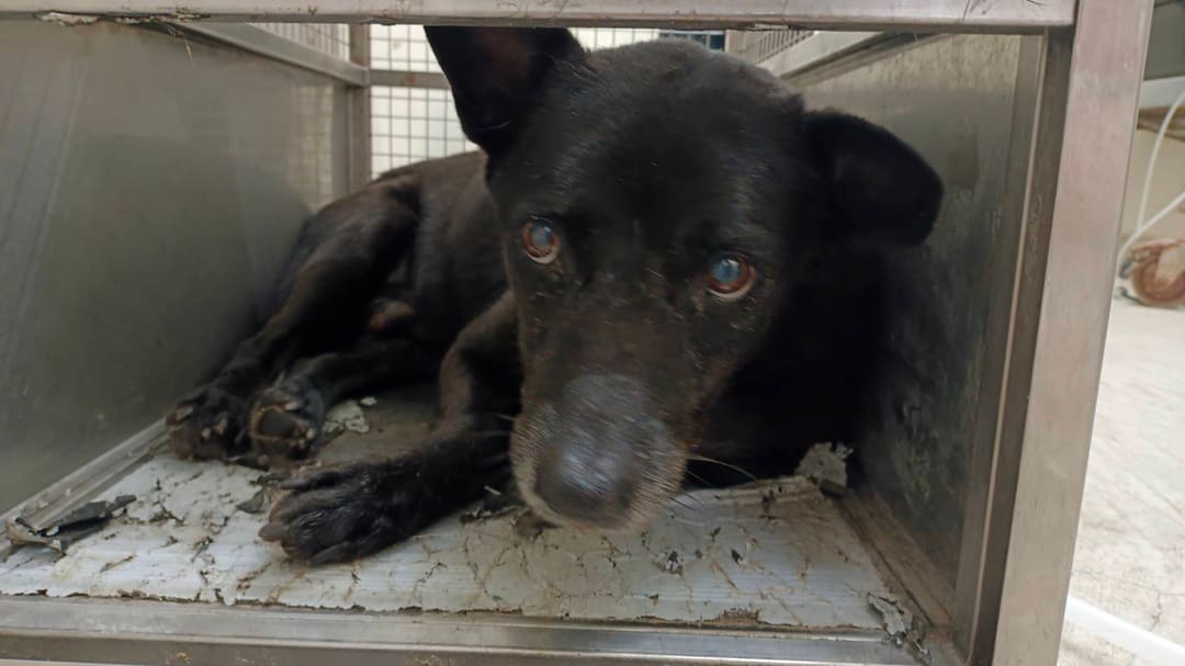 Photo of No. 112060204, Adult · Male · Medium · Mixed breed