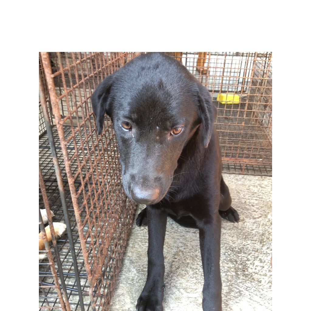Photo of No. PAAAG1120601002, Adult · Female · Large · Mixed breed
