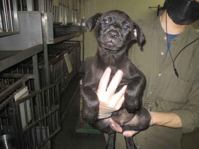Black young male mixed-breed dog, Small, shelter no. …6003