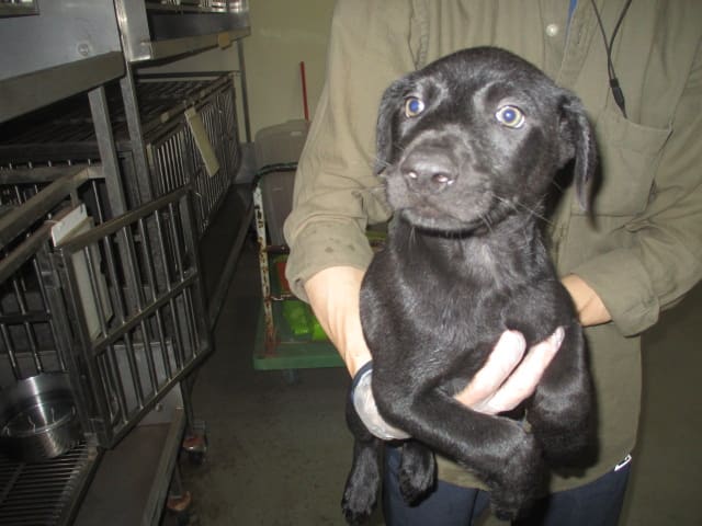 Photo of No. CAAAG1120606004, Young · Male · Small · Mixed breed