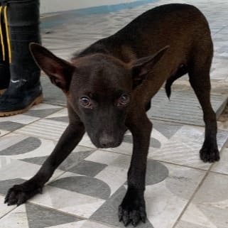 Photo of No. EAAAG1120607013, Adult · Male · Large · Mixed breed