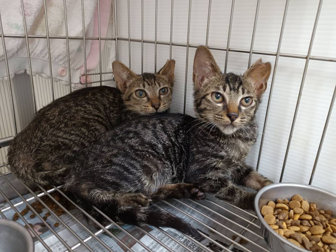 Tabby young male mixed-breed cat, Small, shelter no. …0703