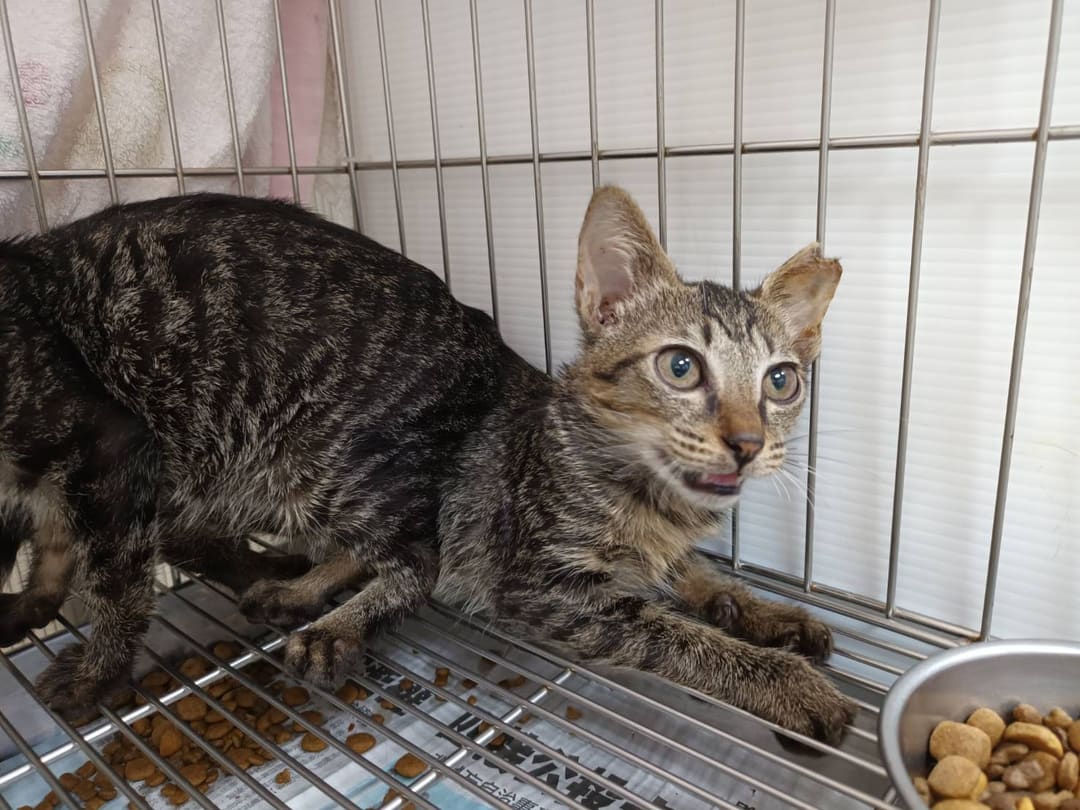 Photo of No. AAADG2023060704, Young · Male · Small · Mixed breed