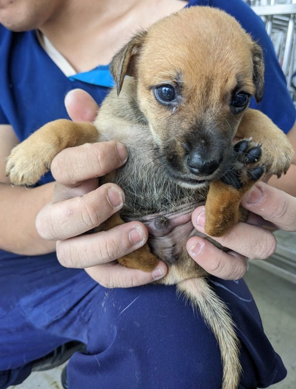 Brown-and-black young male mixed-breed dog, Medium, shelter no. …7006