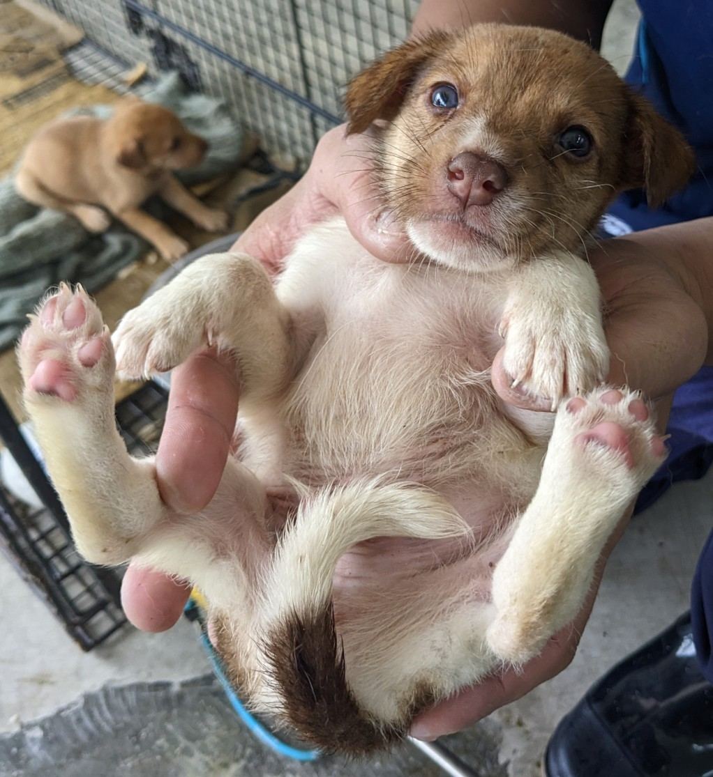 Photo of No. OAAAG1120607008, Young · Male · Medium · Mixed breed