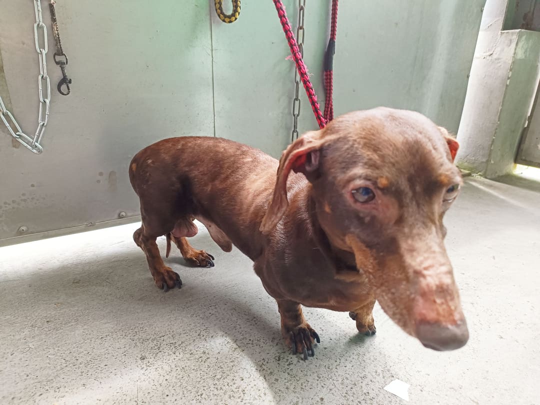 Photo of No. AAAHG1120608002, Adult · Male · Small · dachshund