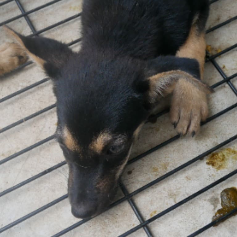 Photo of No. S120608-04, Adult · Male · Medium · Mixed breed