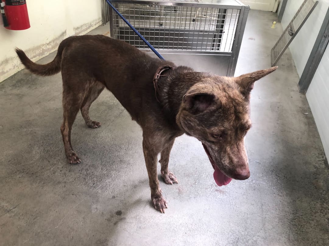Photo of No. 112061001, Adult · Female · Medium · Mixed breed