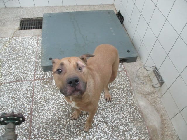 Photo of No. LAAAG1120611H1, Adult · Male · Large · American Pit Bull Terrier