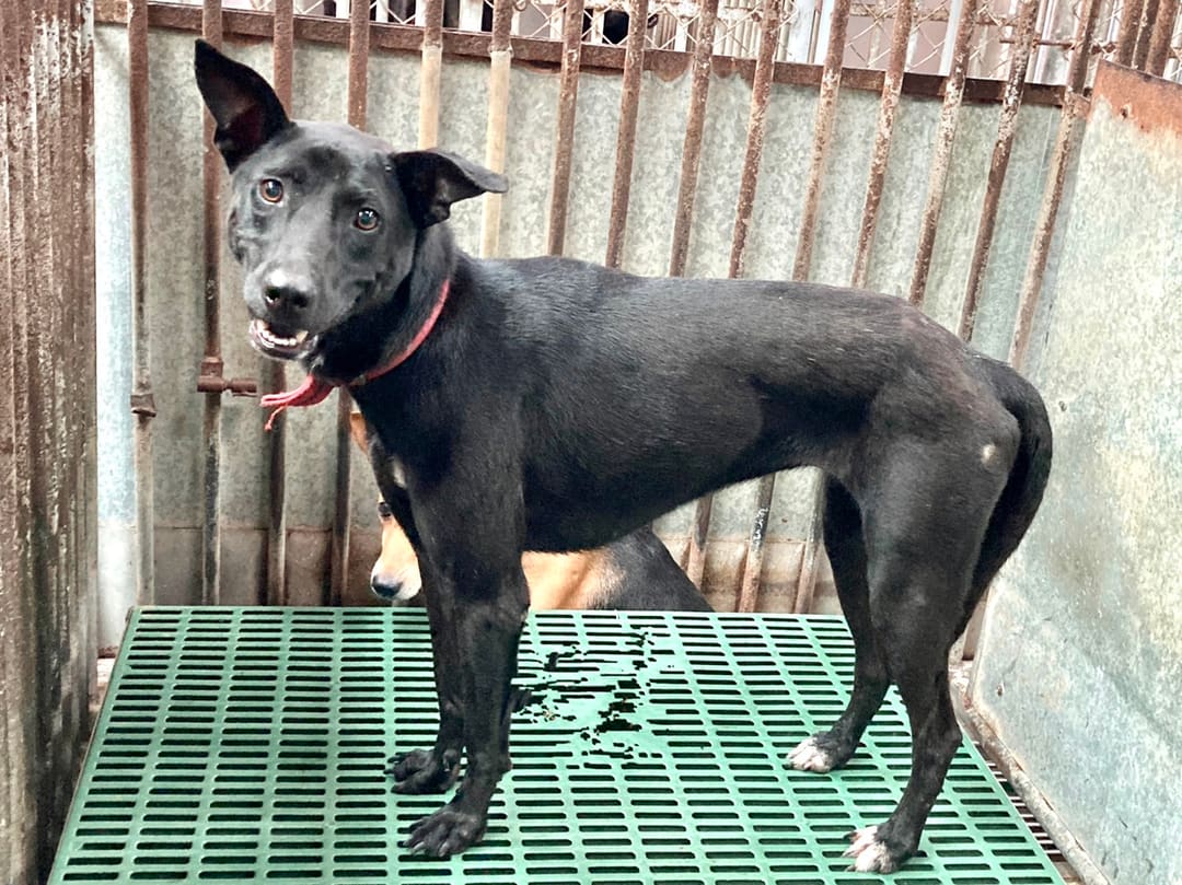 Photo of No. GAAAG1120612004, Adult · Female · Medium · Mixed breed