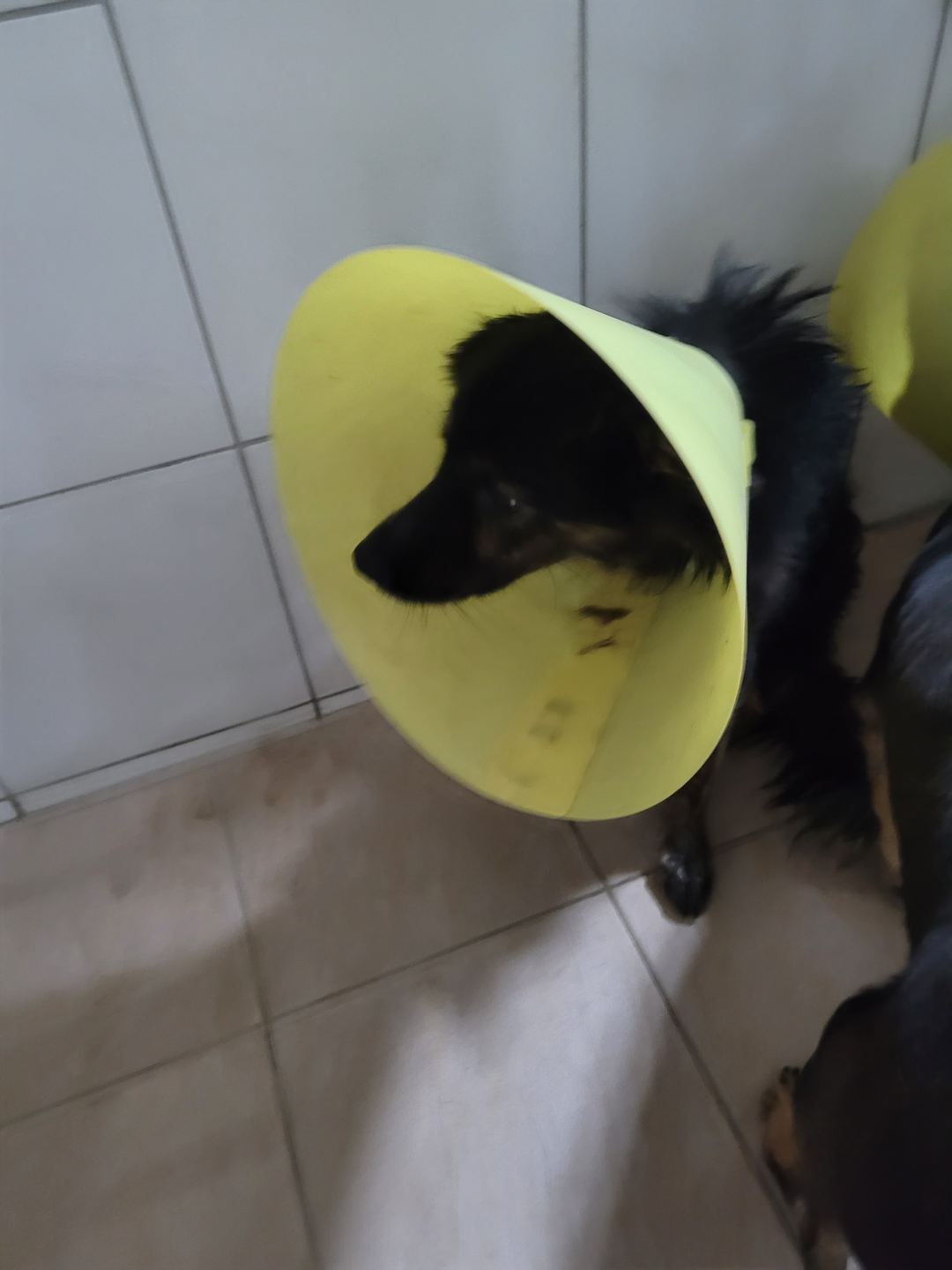 Black adult male mixed-breed dog, Medium, shelter no. …2015