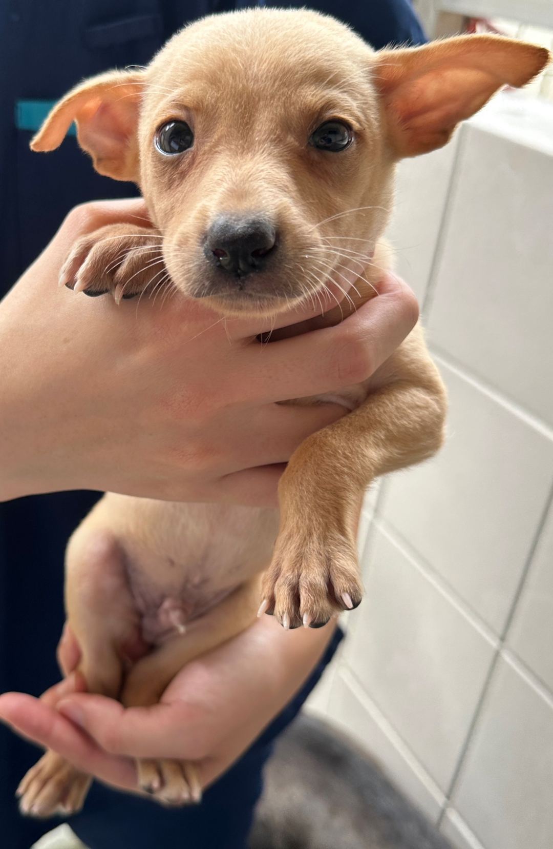 Tan young male mixed-breed dog, Medium, shelter no. …3001