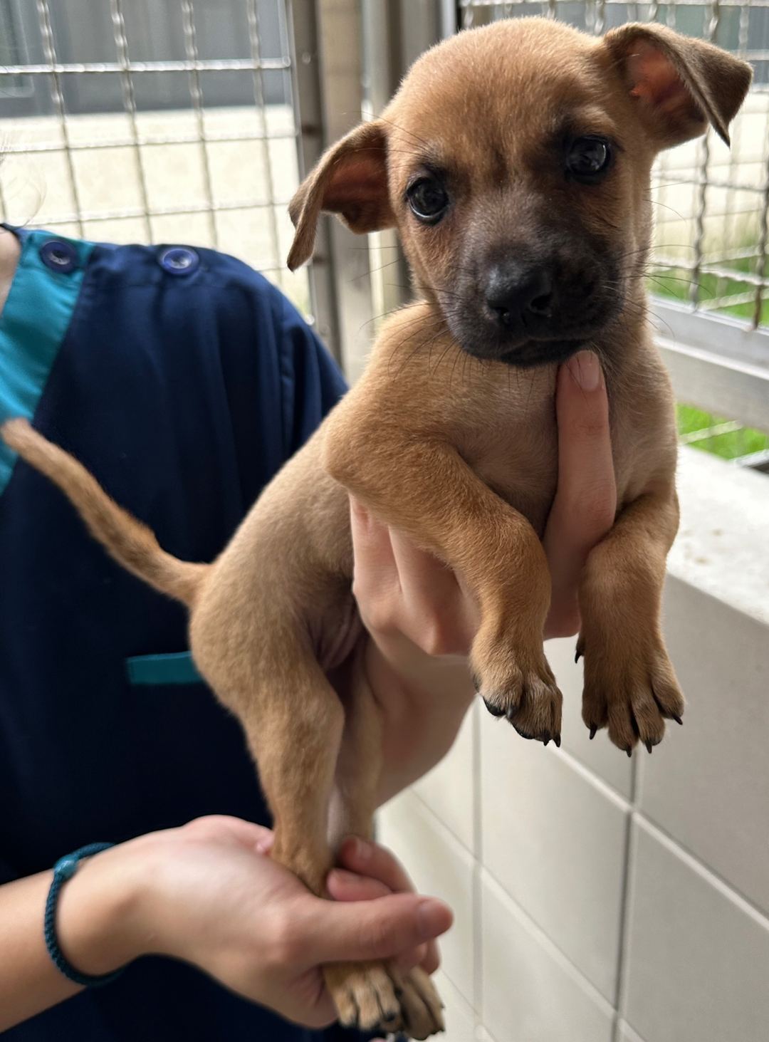 Photo of No. OAAAG1120613002, Young · Female · Medium · Mixed breed
