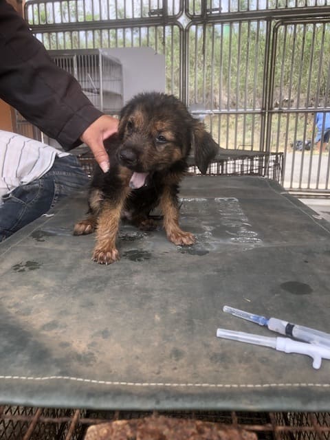 Photo of No. PAAAG1120612035, Young · Male · Small · Mixed breed