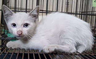 White young male mixed-breed cat, Small, shelter no. …0021