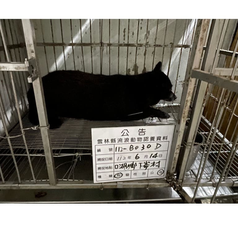 Photo of No. 112-B030D, Adult · Female · Large · Mixed breed