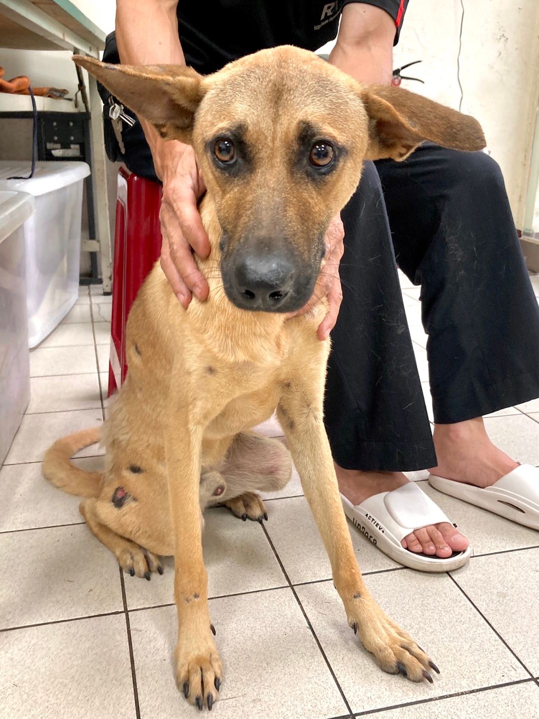 Tan adult male mixed-breed dog, Medium, shelter no. …7004