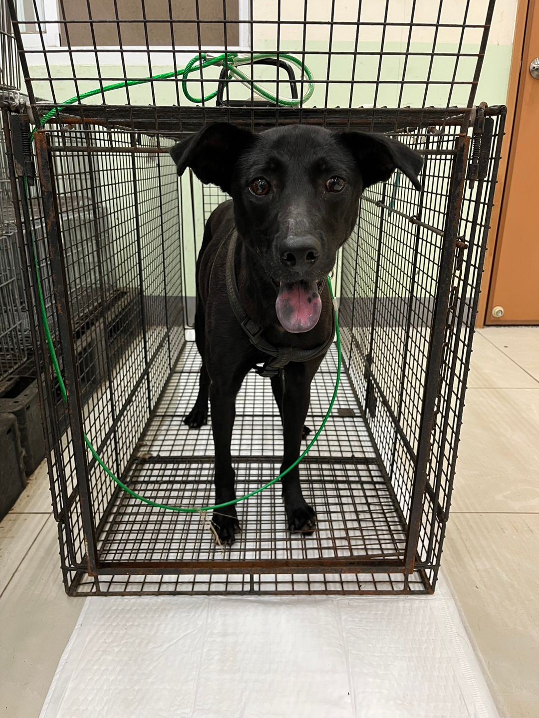 Photo of No. 1120613D01, Adult · Female · Medium · Mixed breed