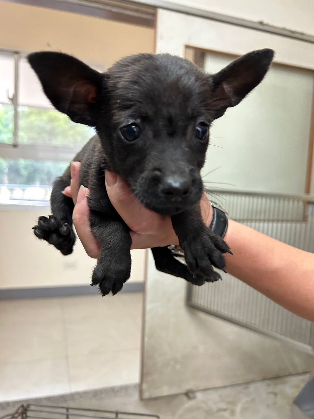 Black young female mixed-breed dog, Small, shelter no. …4D05