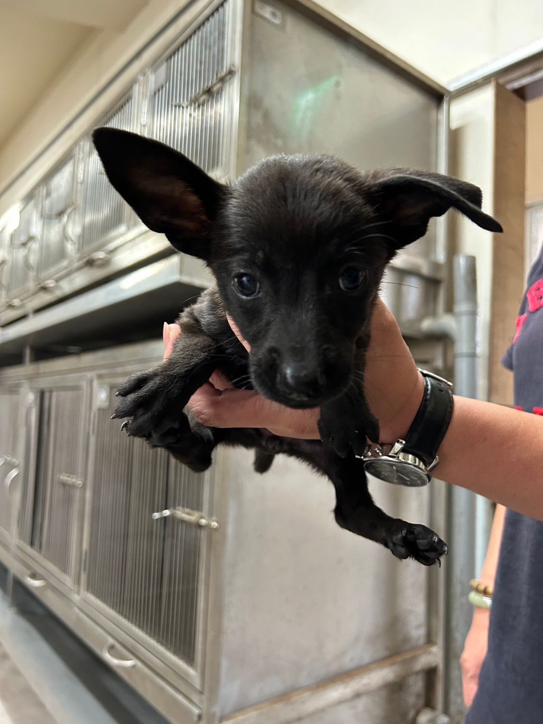 Photo of No. 1120614D06, Young · Female · Small · Mixed breed