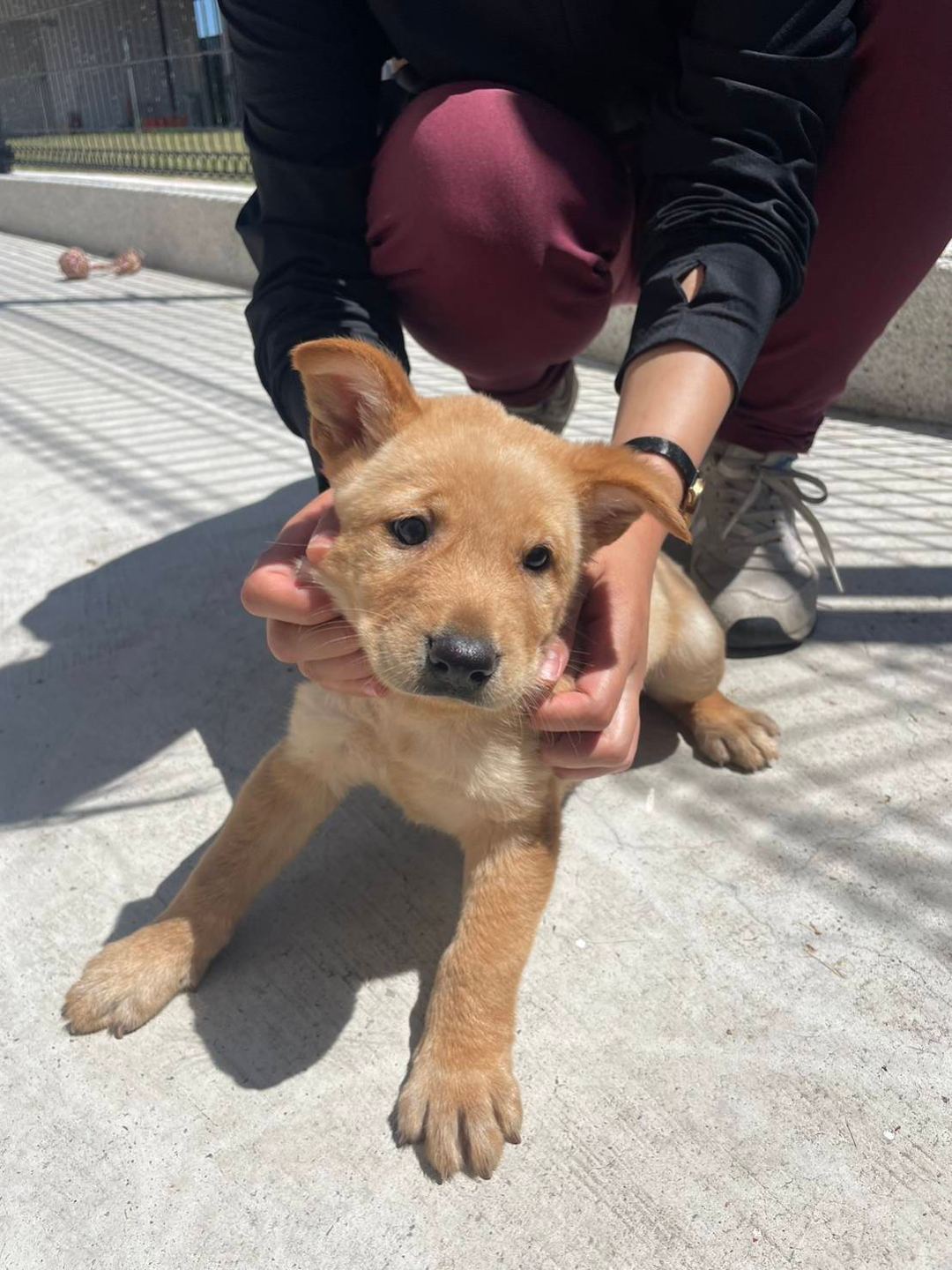 Tan young male mixed-breed dog, Small, shelter no. …5D02